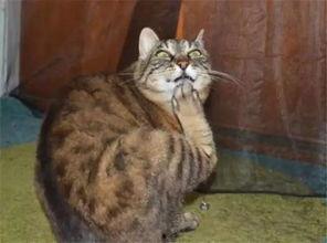 蛇精病猫表情包,萌态百出的表情包传奇